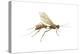 Braconid (Braconidae), Wasp, Insects-Encyclopaedia Britannica-Stretched Canvas