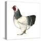 Brahma (Gallus Gallus Domesticus), Rooster, Poultry, Birds-Encyclopaedia Britannica-Stretched Canvas