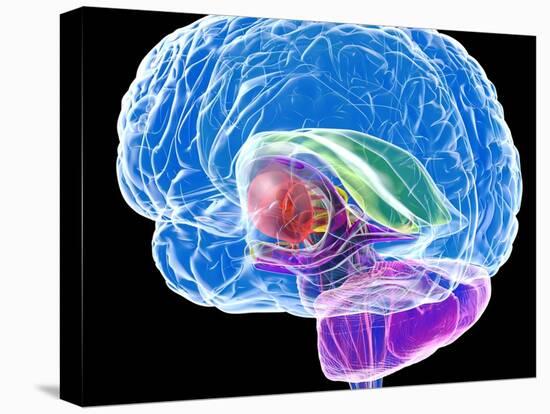Brain Anatomy, Artwork-Roger Harris-Premier Image Canvas
