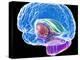 Brain Anatomy, Artwork-Roger Harris-Premier Image Canvas