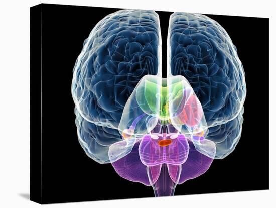 Brain Anatomy, Artwork-Roger Harris-Premier Image Canvas