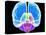 Brain Anatomy, Artwork-Roger Harris-Premier Image Canvas