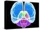 Brain Anatomy, Artwork-Roger Harris-Premier Image Canvas