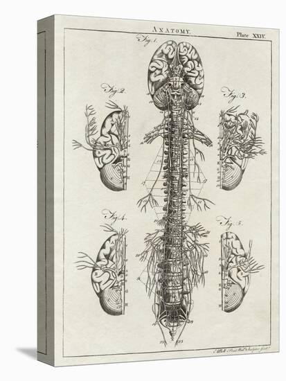 Brain and Spinal Column-A. Bell-Premier Image Canvas