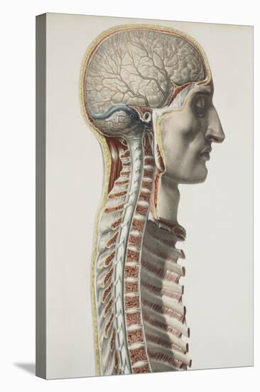 Brain And Spinal Cord, 1844 Artwork-Science Photo Library-Premier Image Canvas