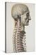 Brain And Spinal Cord, 1844 Artwork-Science Photo Library-Premier Image Canvas