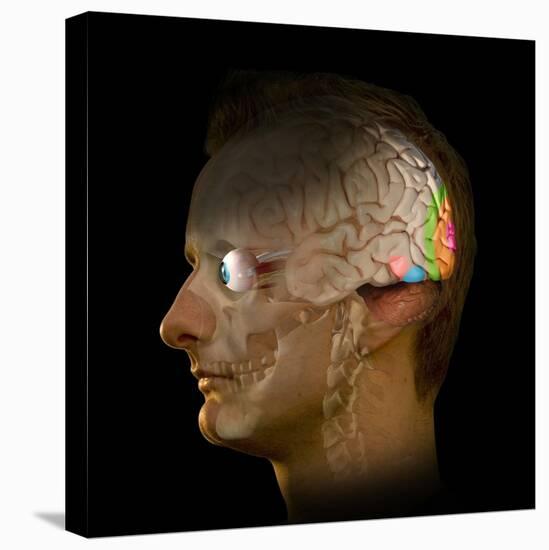 Brain And Vision, Artwork-Henning Dalhoff-Premier Image Canvas