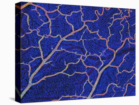 Brain Blood Supply, Confocal Micrograph-Thomas Deerinck-Premier Image Canvas