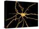 Brain Neuron-Thomas Deerinck-Premier Image Canvas