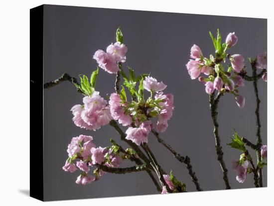 Branch of Cherry Blossoms in Front of Grey Background-C. Nidhoff-Lang-Premier Image Canvas