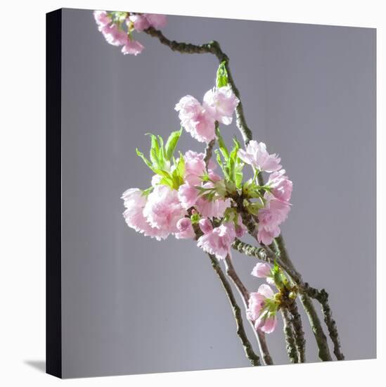 Branch of Cherry Blossoms in Front of Light Grey Background-C. Nidhoff-Lang-Premier Image Canvas