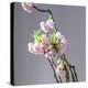 Branch of Cherry Blossoms in Front of Light Grey Background-C. Nidhoff-Lang-Premier Image Canvas