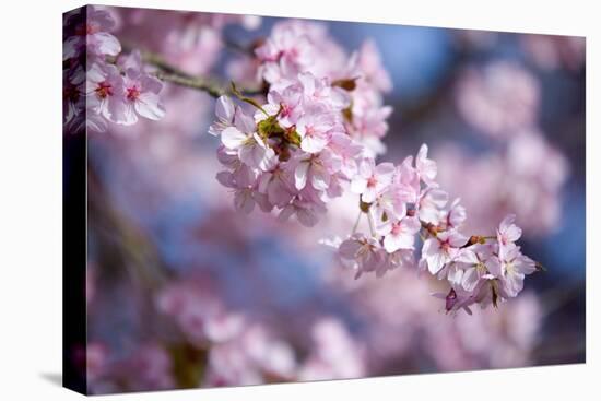 Branch of Cherry Blossoms-Brigitte Protzel-Premier Image Canvas