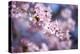 Branch of Cherry Blossoms-Brigitte Protzel-Premier Image Canvas