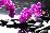 Branch Purple Orchid Flower With Therapy Stones-crystalfoto-Stretched Canvas