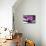 Branch Purple Orchid Flower With Therapy Stones-crystalfoto-Premier Image Canvas displayed on a wall