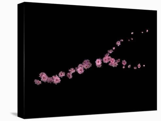 Branch Sans Branch - Pink Plum Blossoms-Doris Mitsch-Premier Image Canvas