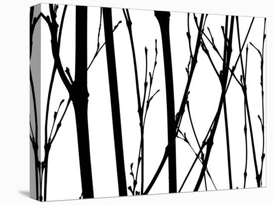 Branch Silhouette V-Monika Burkhart-Premier Image Canvas