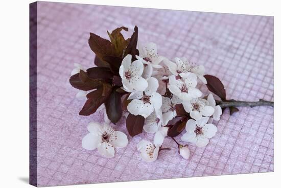 Branch with cherry flowers on pink underground, close up, still life-Andrea Haase-Stretched Canvas