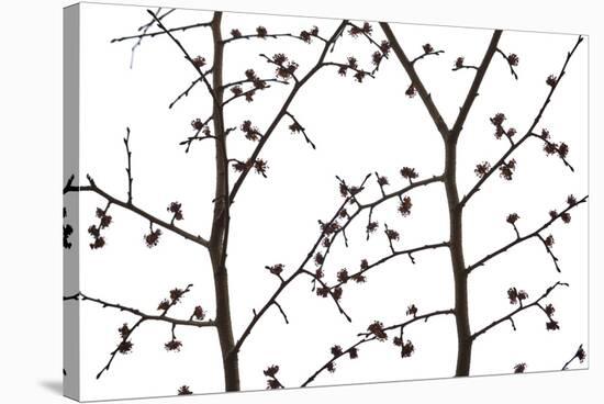 Branches and twigs in the back light as a silhouette on white background-Axel Killian-Stretched Canvas