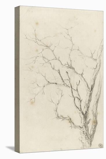 Branches d'arbre dépouillées-Pierre Henri de Valenciennes-Premier Image Canvas