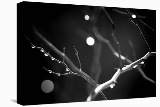 Branches in Rain-Ursula Abresch-Premier Image Canvas