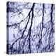 Branches on Purple-Gail Peck-Stretched Canvas