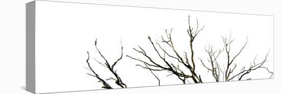 Branches on White Background-Clive Nolan-Premier Image Canvas