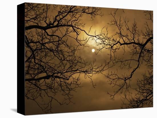 Branches Surrounding Harvest Moon-Robert Llewellyn-Premier Image Canvas