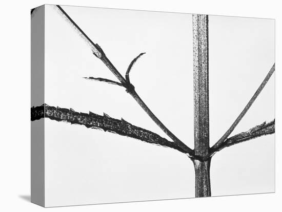 Branches-Panoramic Images-Premier Image Canvas
