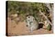 Brant's whistling rat (Parotomys brantsii), Kgalagadi Transfrontier Park, South Africa, Africa-James Hager-Premier Image Canvas