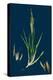 Brassica Rapa; Common Turnip-null-Premier Image Canvas