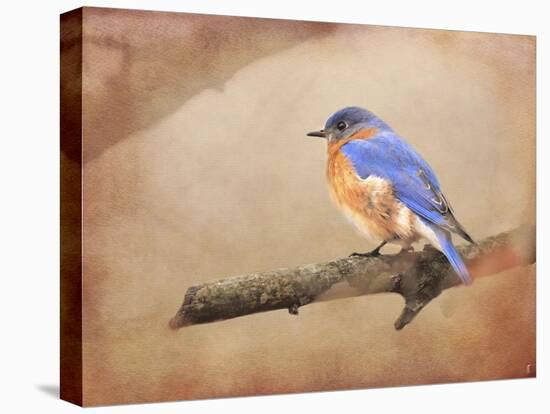 Braving Autumn Bluebird-Jai Johnson-Premier Image Canvas