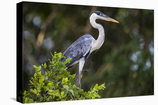 Brazil. A cocoi heron in the Pantanal.-Ralph H. Bendjebar-Premier Image Canvas