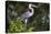 Brazil. A cocoi heron in the Pantanal.-Ralph H. Bendjebar-Premier Image Canvas