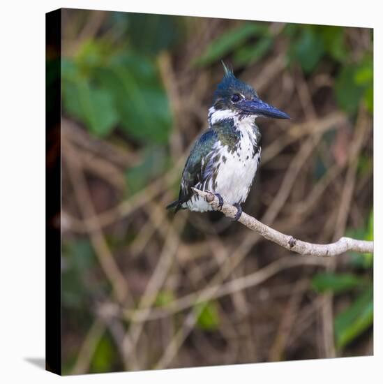 Brazil. A female Amazon kingfisher in the Pantanal.-Ralph H. Bendjebar-Premier Image Canvas