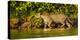 Brazil. A female jaguar hunting along the banks of a river in the Pantanal-Ralph H. Bendjebar-Premier Image Canvas