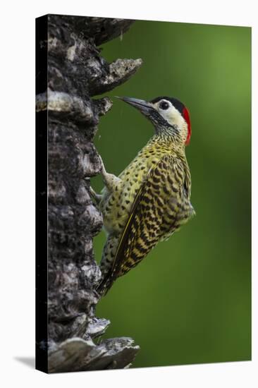 Brazil. A green-barred woodpecker in the Pantanal.-Ralph H. Bendjebar-Premier Image Canvas