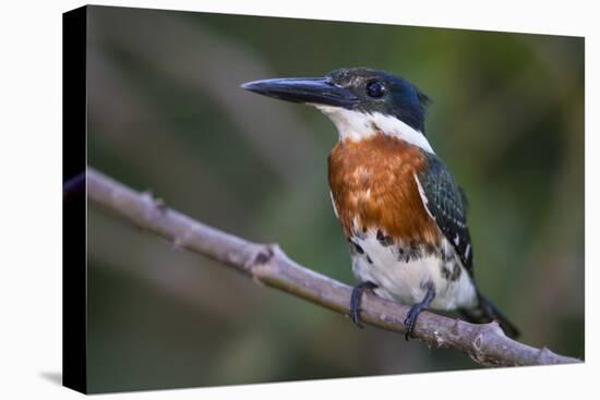 Brazil. A Green kingfisher in the Pantanal.-Ralph H. Bendjebar-Premier Image Canvas