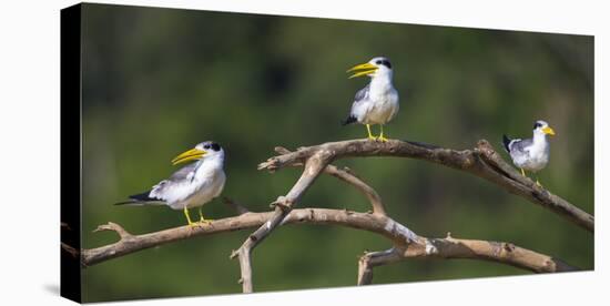 Brazil. A group of large-billed terns perches along the banks of a river in the Pantanal.-Ralph H. Bendjebar-Premier Image Canvas