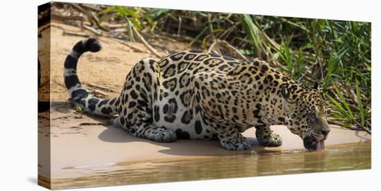 Brazil. A jaguar drinks along the banks of a river in the Pantanal.-Ralph H. Bendjebar-Premier Image Canvas