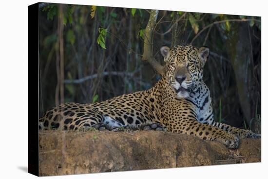 Brazil. A jaguar rests along the banks of a river in the Pantanal.-Ralph H. Bendjebar-Premier Image Canvas