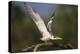 Brazil. A large-billed tern perches along the banks of a river in the Pantanal.-Ralph H. Bendjebar-Premier Image Canvas