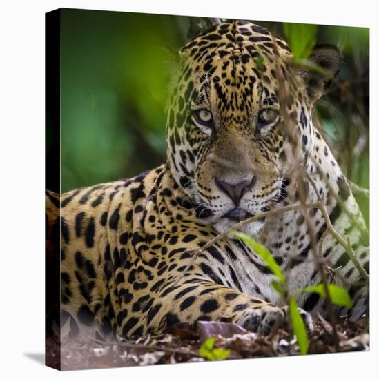 Brazil. A male jaguar resting along the banks of a river in the Pantanal-Ralph H. Bendjebar-Premier Image Canvas