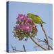 Brazil. A yellow-Chevroned parakeet harvesting the blossoms of a pink trumpet tree in the Pantanal.-Ralph H. Bendjebar-Premier Image Canvas