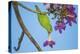 Brazil. A yellow-Chevroned parakeet harvesting the blossoms of a pink trumpet tree in the Pantanal.-Ralph H. Bendjebar-Premier Image Canvas