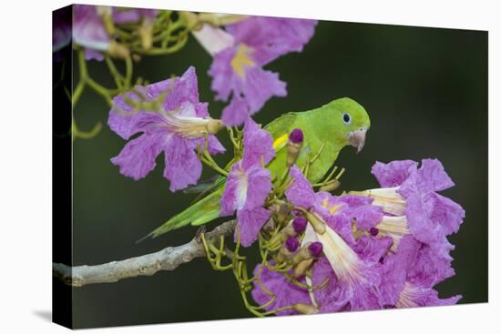 Brazil. A yellow-Chevroned parakeet harvesting the blossoms of a pink trumpet tree in the Pantanal.-Ralph H. Bendjebar-Premier Image Canvas