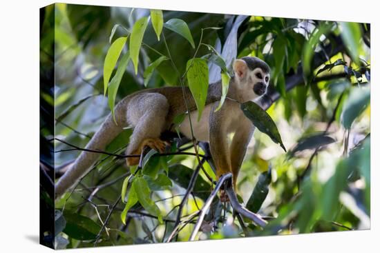 Brazil, Amazon, Manaus. Common Squirrel monkey in the trees.-Ellen Goff-Premier Image Canvas