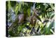 Brazil, Amazon, Manaus. Common Squirrel monkey in the trees.-Ellen Goff-Premier Image Canvas