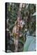 Brazil, Amazon, Manaus, Common Squirrel monkey in the trees.-Ellen Goff-Premier Image Canvas